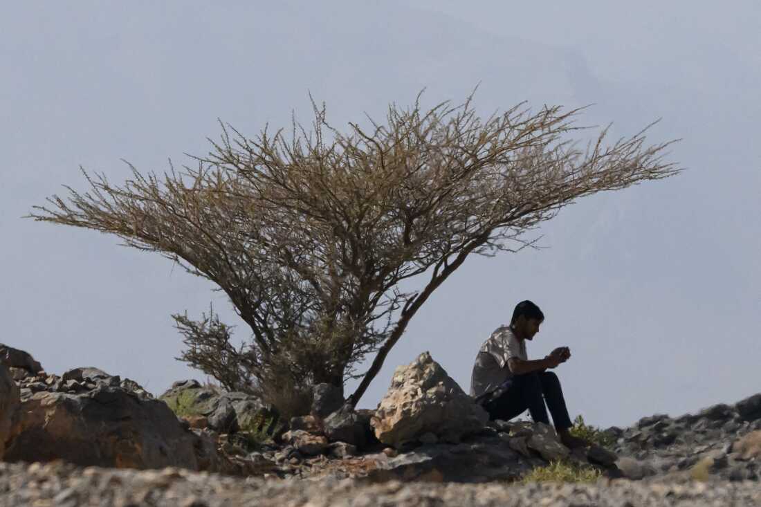 A man looks at his mobile phone as he sits under a Frankincense tree in the Eastern Mountain, outside the port capital of Muscat on February 10, 2025.