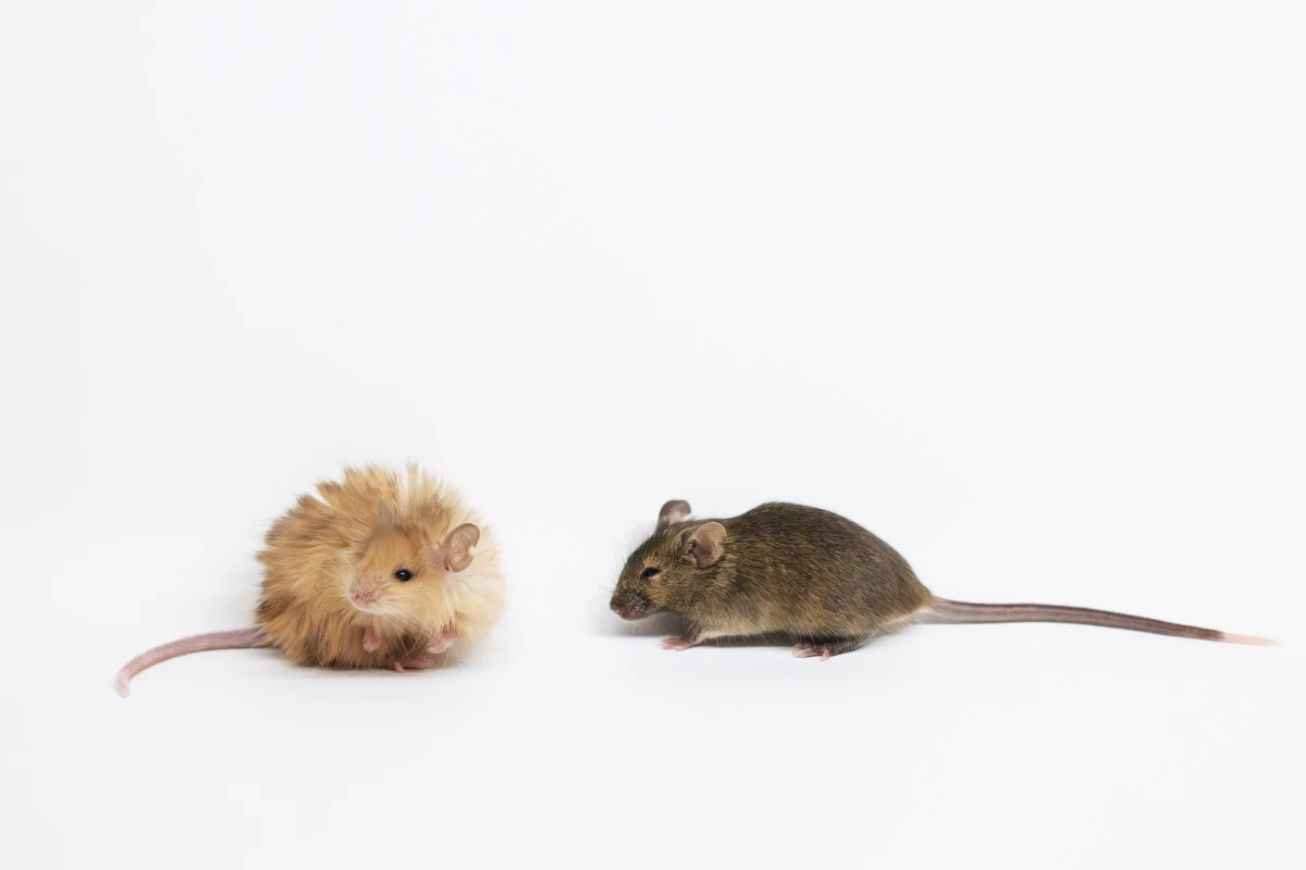 One of Colossal's wooly mice compared to an ordinary lab mouse.