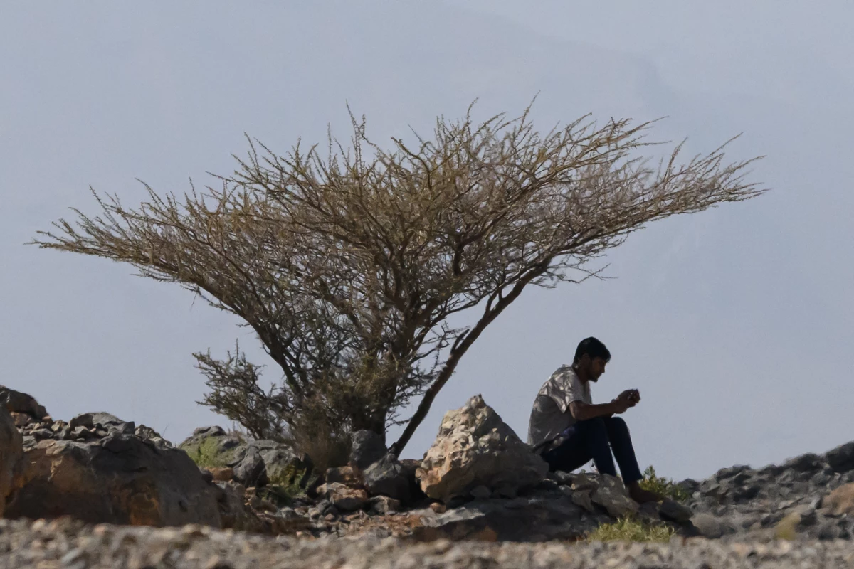 The Boswellia trees from which Frankincense is harvested grow mainly on the Arabian peninsula and in the Horn of Africa. A few are cultivated, but most are tapped in the wild.