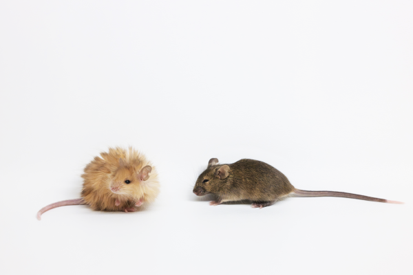 One of Colossal's wooly mice compared to a normal mouse.