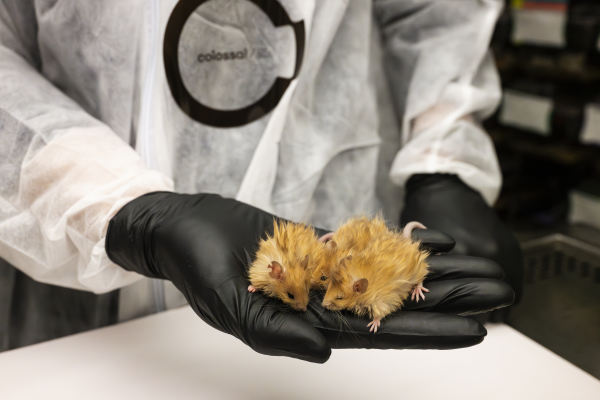 A woolly mouse, a breed created by scientists using genetical modifications.