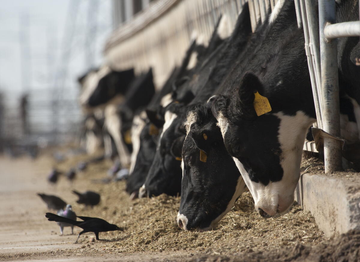 A new type of bird flu has been found in dairy cows in Nevada | News ...