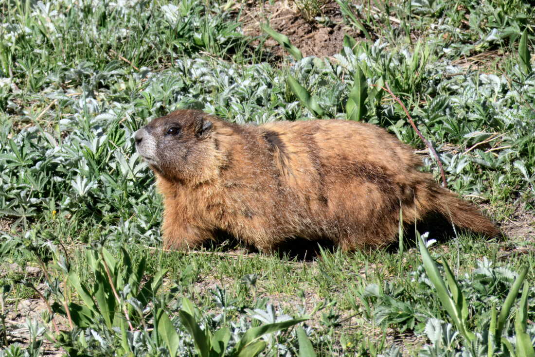 Stonehenge the marmot stands regal in a field.