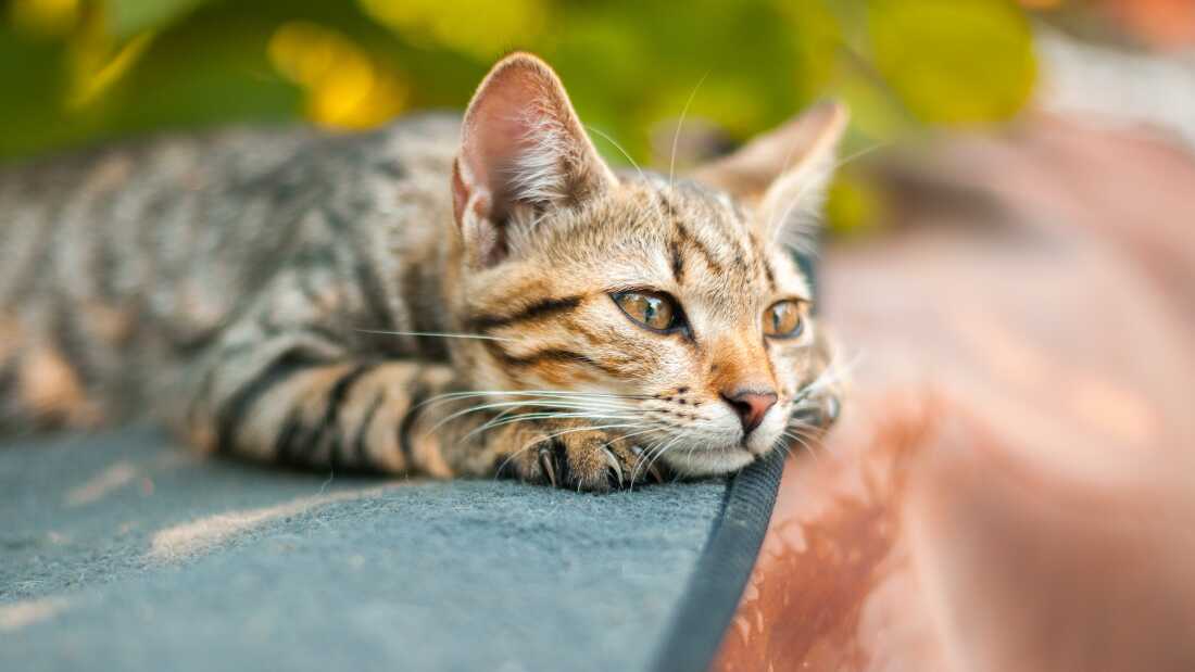 研究者たちは、猫が仲間のペットが亡くなった後、食事や遊びが減るなど悲しみの兆候を示すことを発見した。