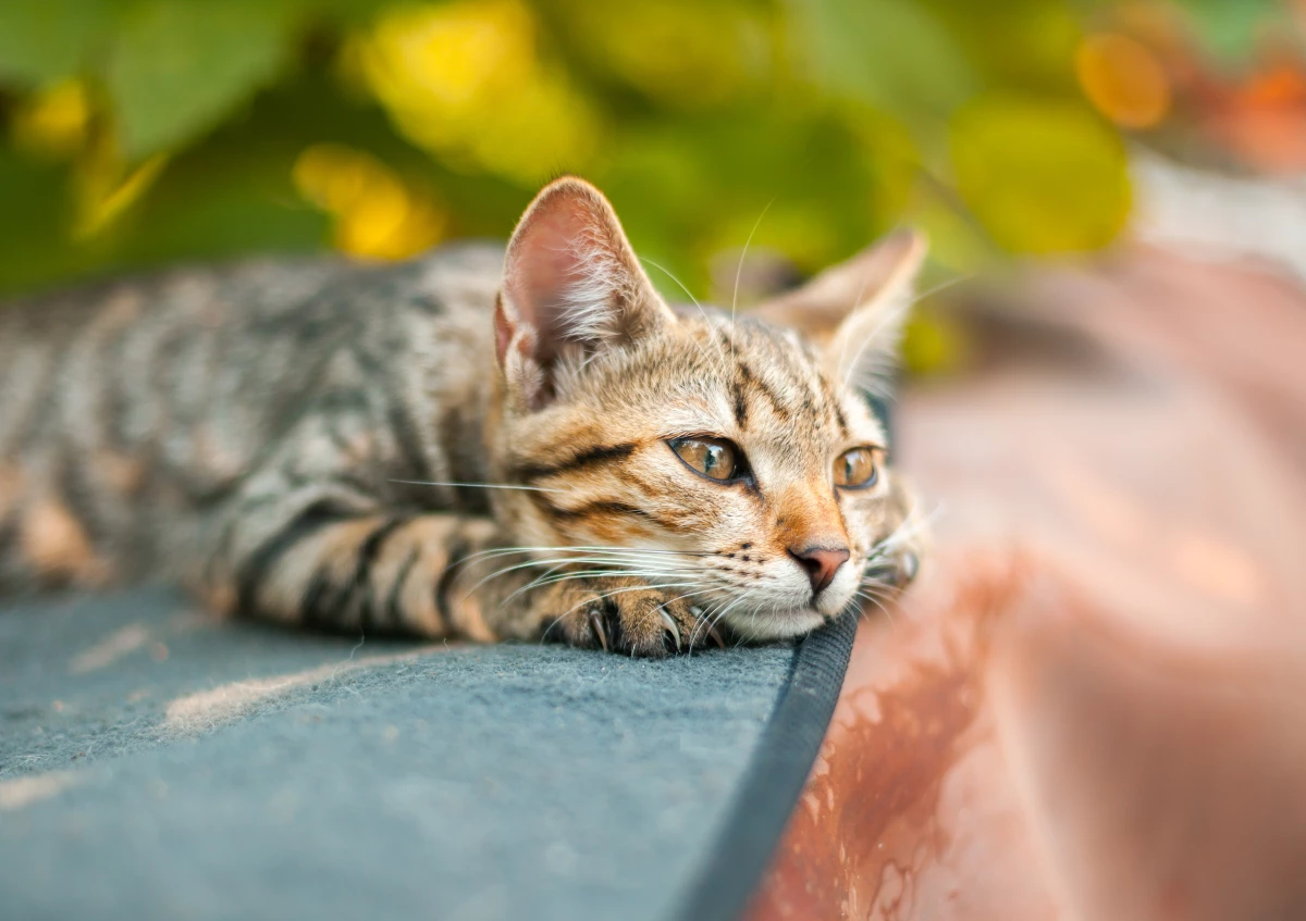 Researchers found that cats showed signs of grief, such as eating and playing less, after a fellow pet had died.