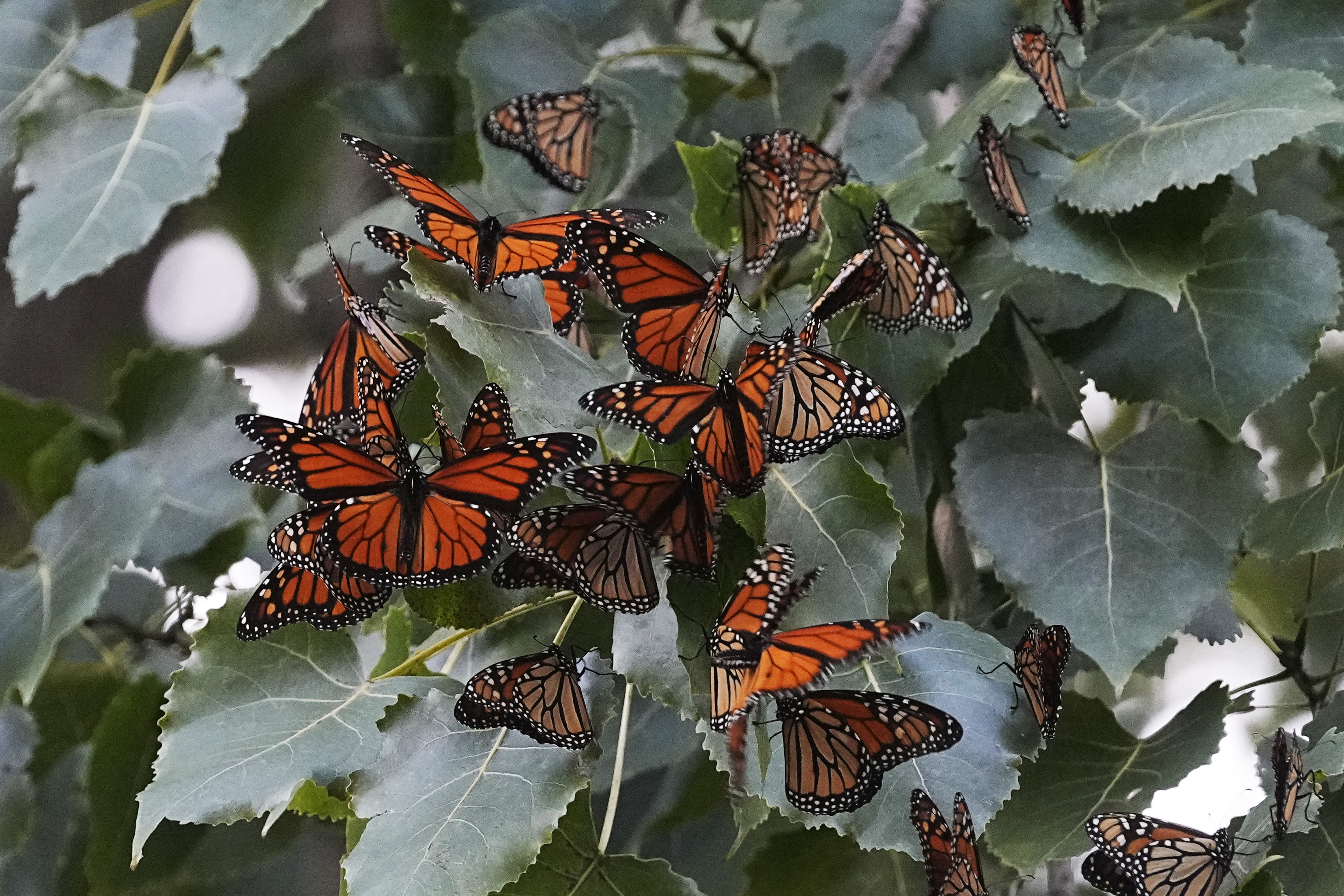 Monarch butterflies from Canada stop to rest in Cleveland's Wendy Park on their way to Mexico on Sept. 12, 2023. (AP)