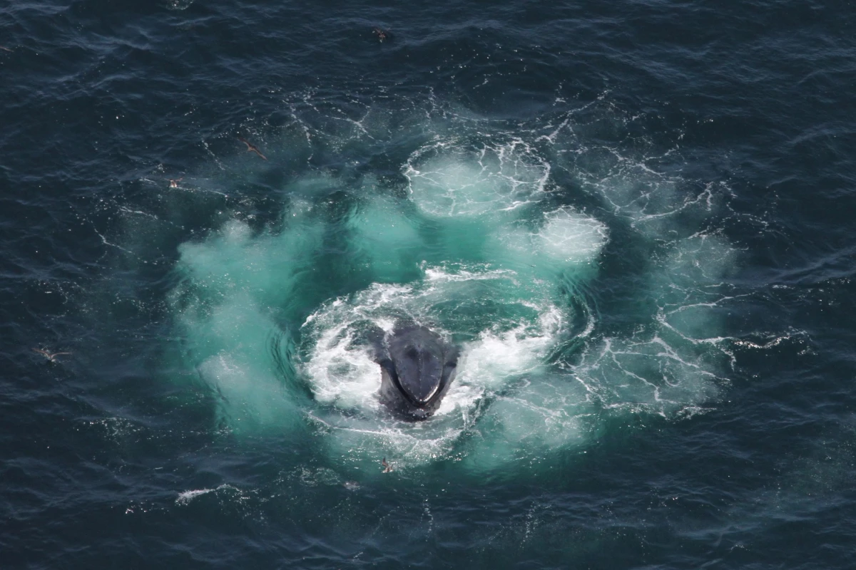Using bubble nets helps humpbacks consolidate krill, reducing the amount of energy they need to catch them.