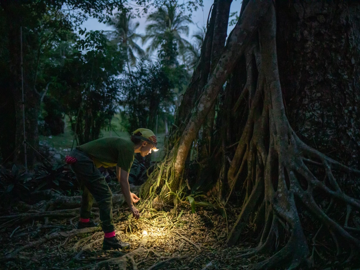 Amanda Vicente Santos, a bat disease ecologist at the University of Oklahoma, inspects the base of a guanacaste tree in Belize where she intends to trap vampire bats later in the night. Scientists say they've developed an alternate method of tracking biodiversity that relies on the DNA that animals release into the environment, known as eDNA.