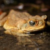 This photo shows a light brown cane toad in a shallow pond in Boondall Wetlands in Brisbane, Australia.