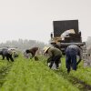 Farmworkers pick cilantro in a field early in the morning mist in Southern California in July 2024.