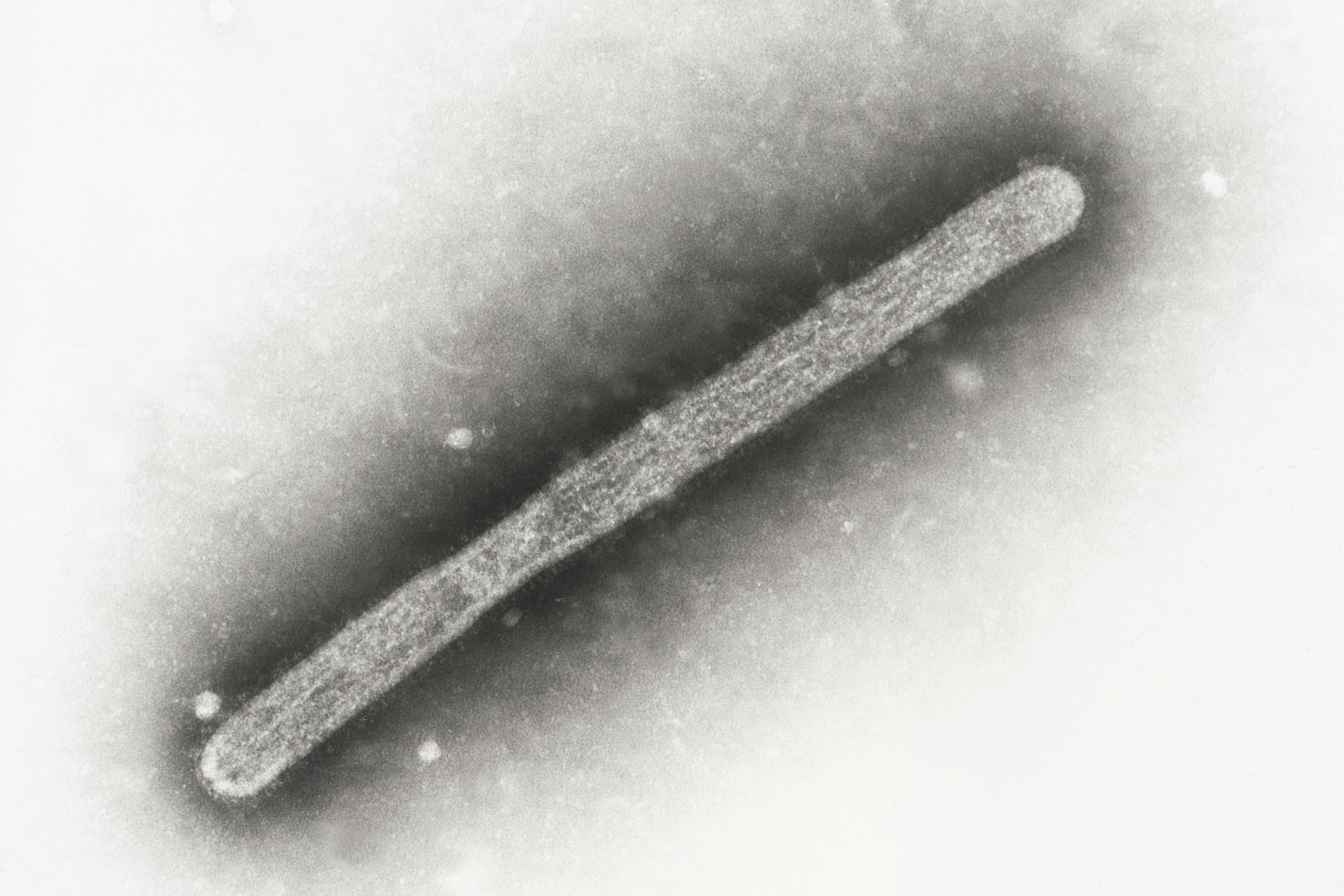 A 2005 electron microscope image shows an avian influenza A H5N1 virion.