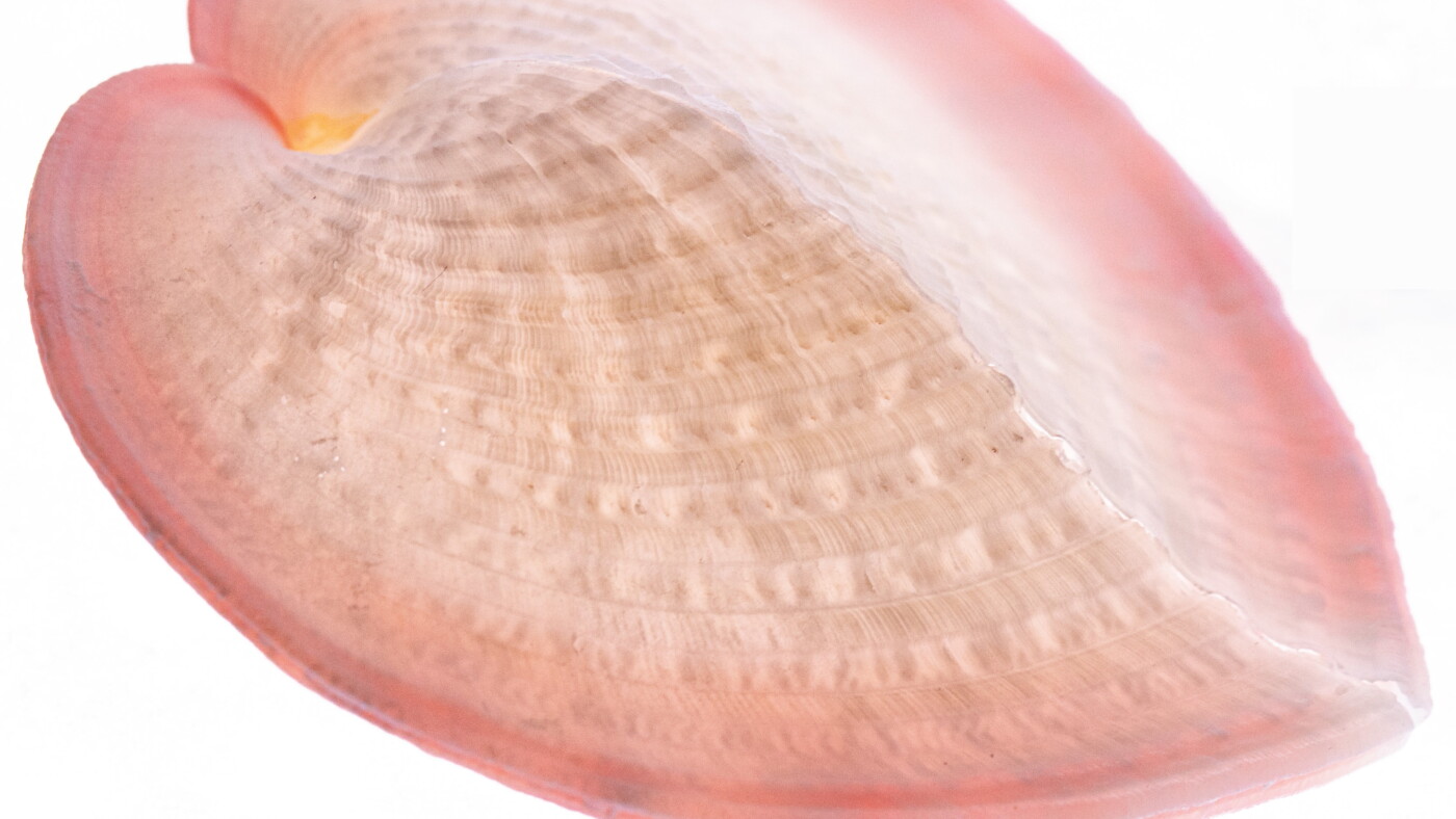 Was die Schale einer Muschel und Glasfaserkabel gemeinsam haben