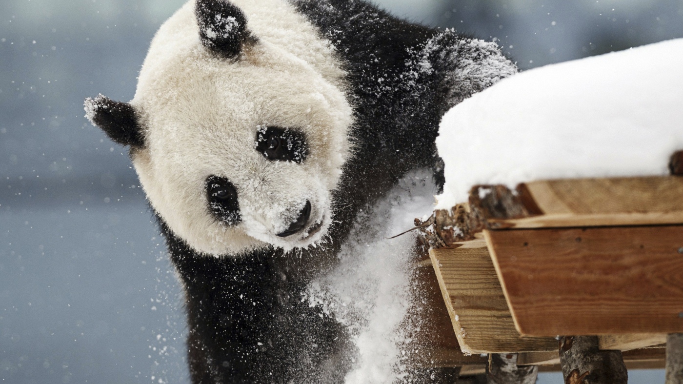 A zoo in Finland is returning pandas to China because they’re too expensive to keep : NPR