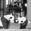 The National Zoo's first giant pandas, Ling-Ling and Hsing-Hsing, play in their yard in 1974 as onlookers watch.
