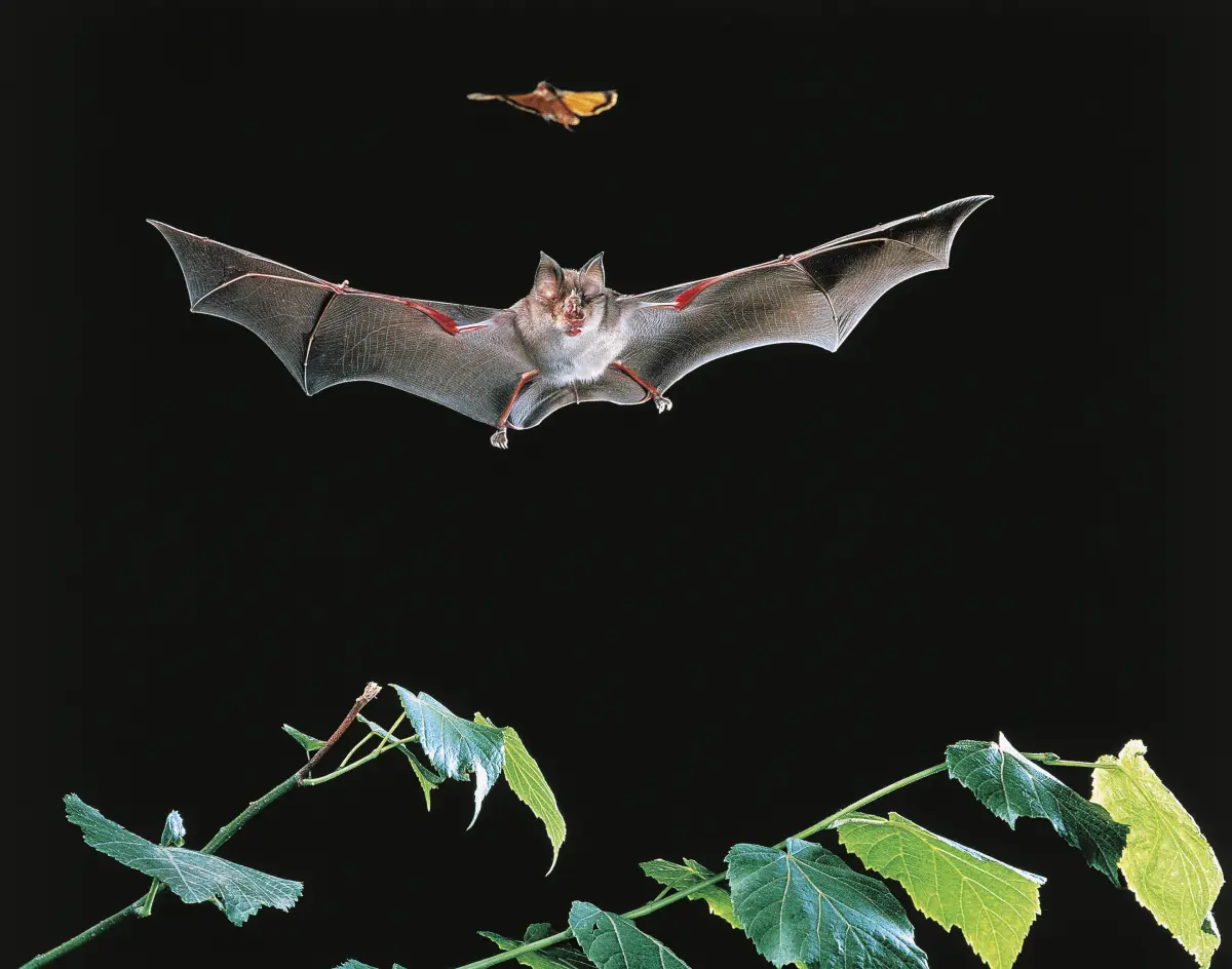 Vaccinating bats could be good for people. But how do you vaccinate a ...