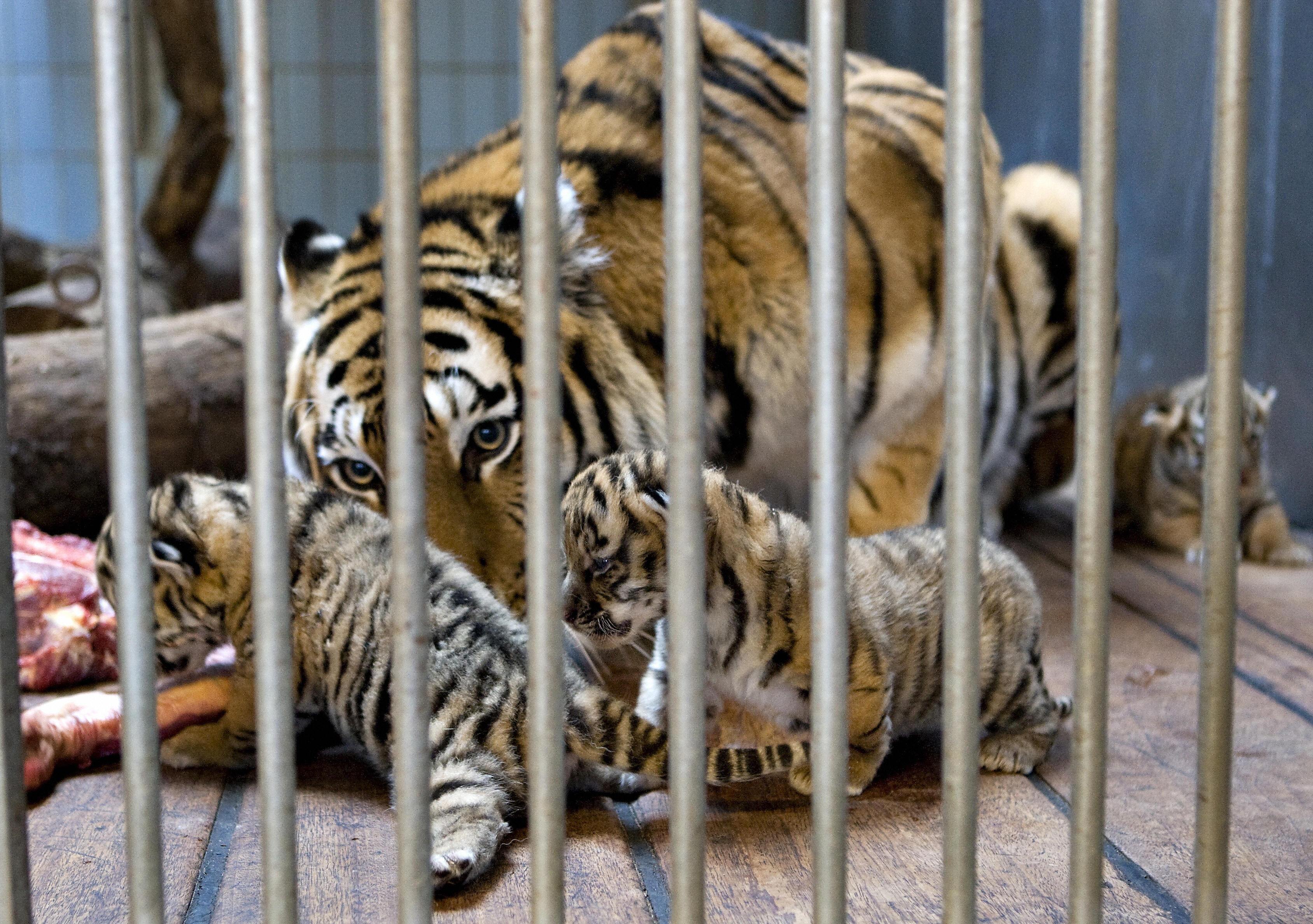 A zoo in Denmark asked patrons to donate their pets. Not as attractions, but for food