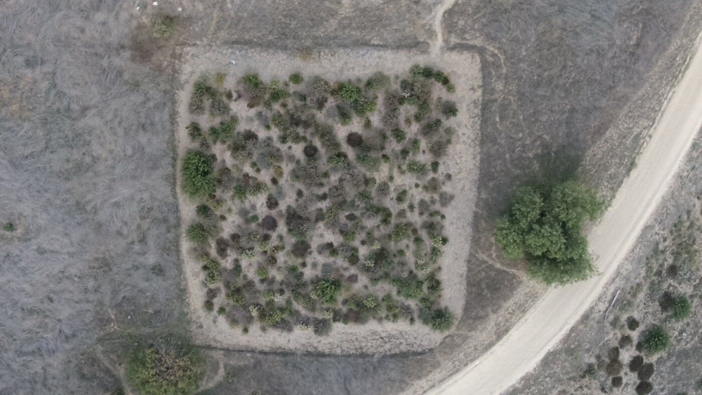 Why are scientists planting tiny forests in big cities?