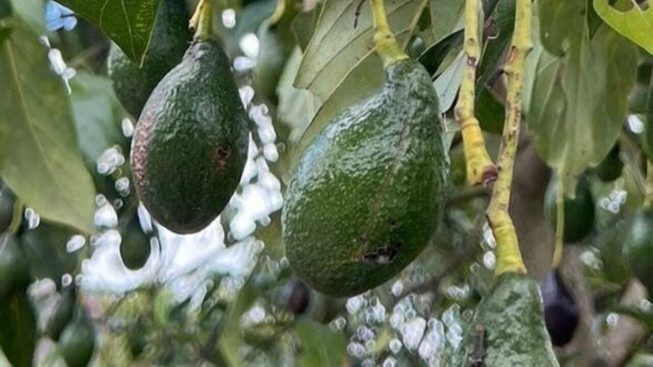 The problem with modern avocados — and the ancient solution podcast