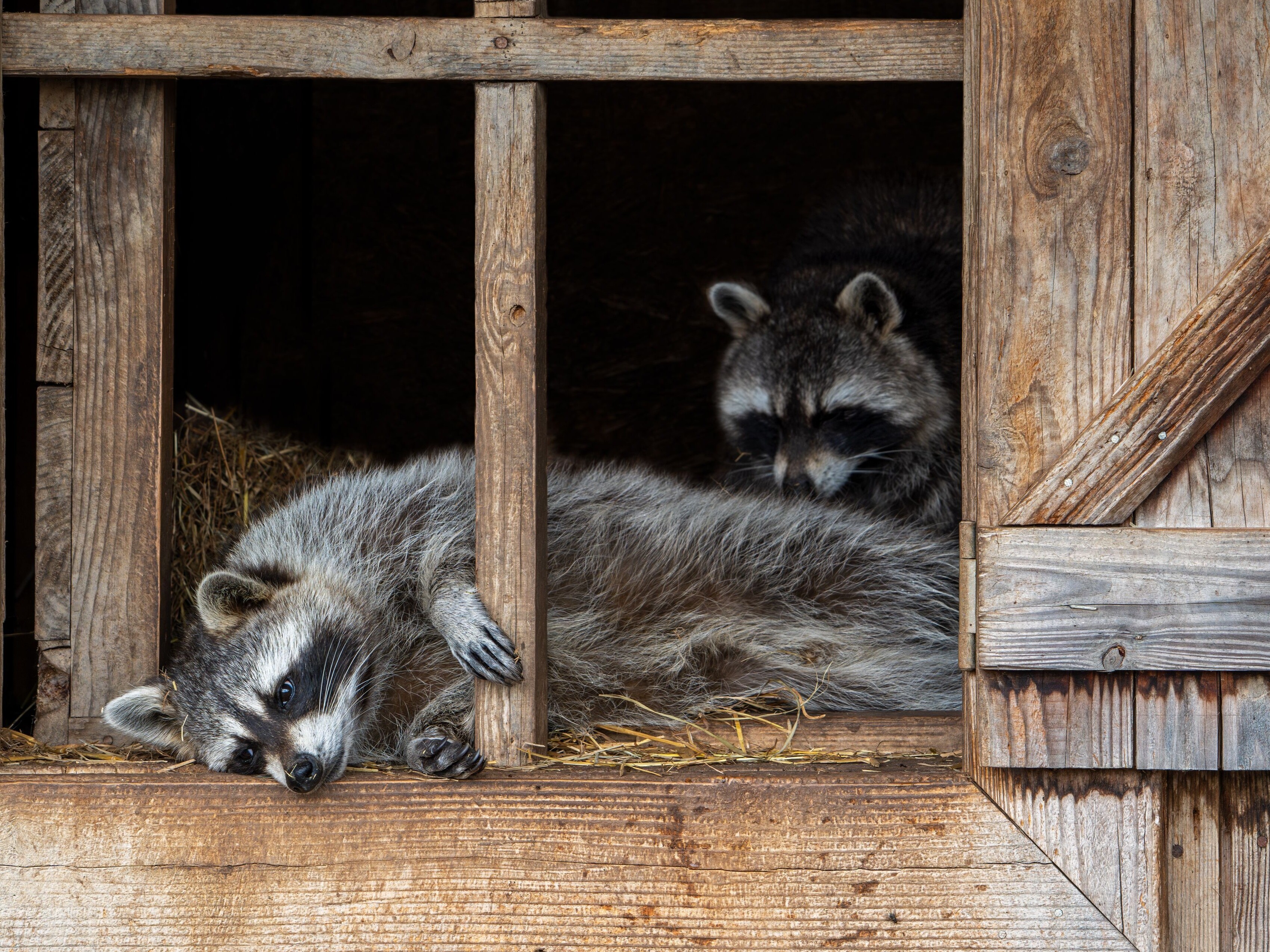 Raccoon's Pet-like Shape Raises Evolutionary Questions
