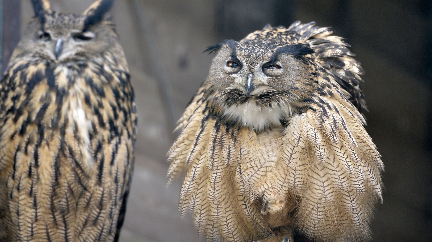 Superb Owl meme: Super Bowl misspelling-turned-cultural icon : NPR