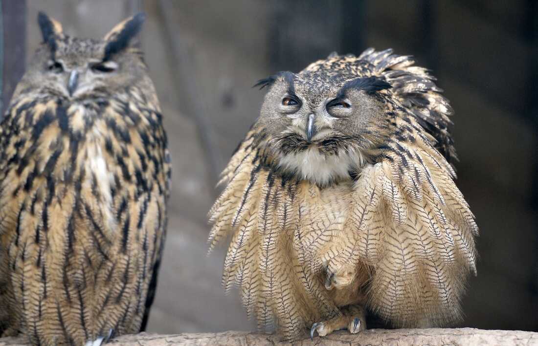 An owl wakes up in their cage on a sunny spring day in a park in Essen, western Germany, March 26, 2014.