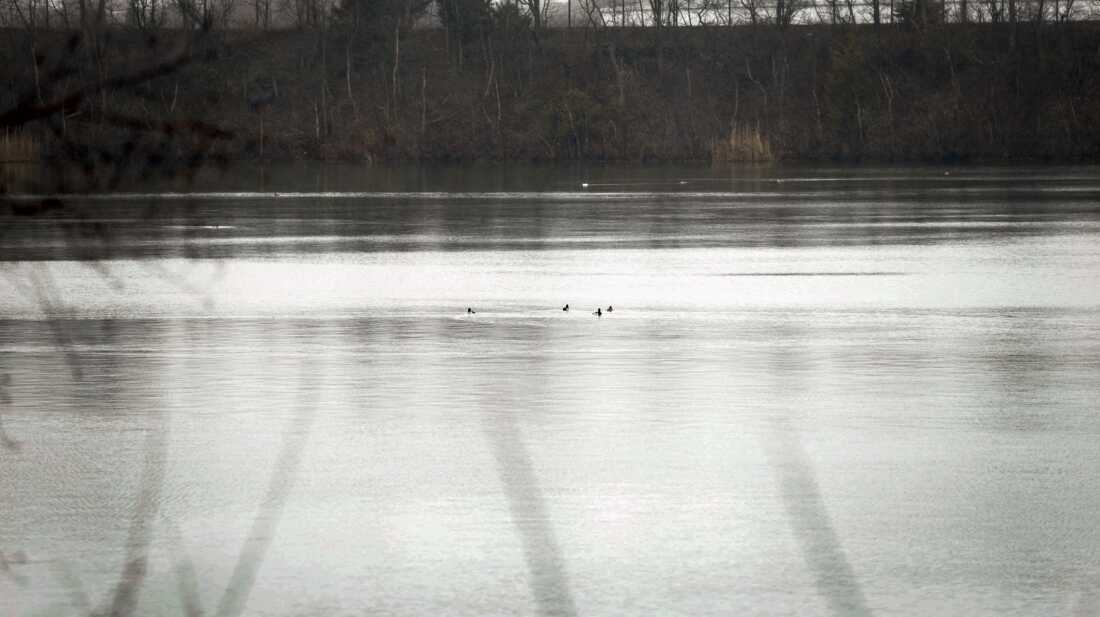 A large, manmade pond sits in the middle of the Discovery Center, attracting all types of waterfowl that live in or pass through Philadelphia.