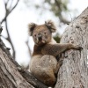 Koalas are among the many species distinct to the Australian continent.