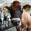 Egy magányos tehén néz ki a kamerában, míg egy tehén sor a Cornell Dairy Barn -ban a Cornell Egyetemen.