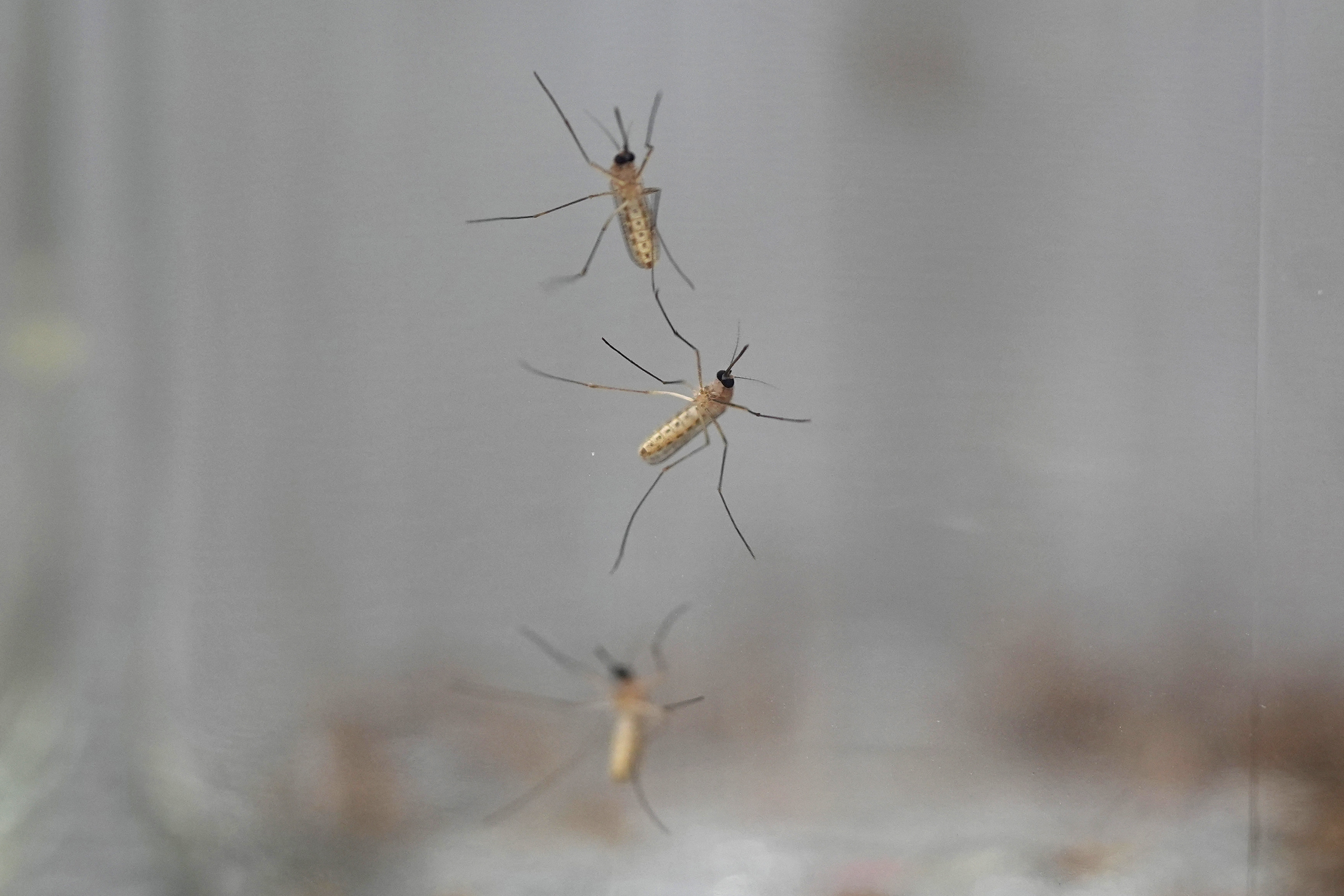 A Massachusetts town closes its parks to stop a mosquito-borne disease from spreading
