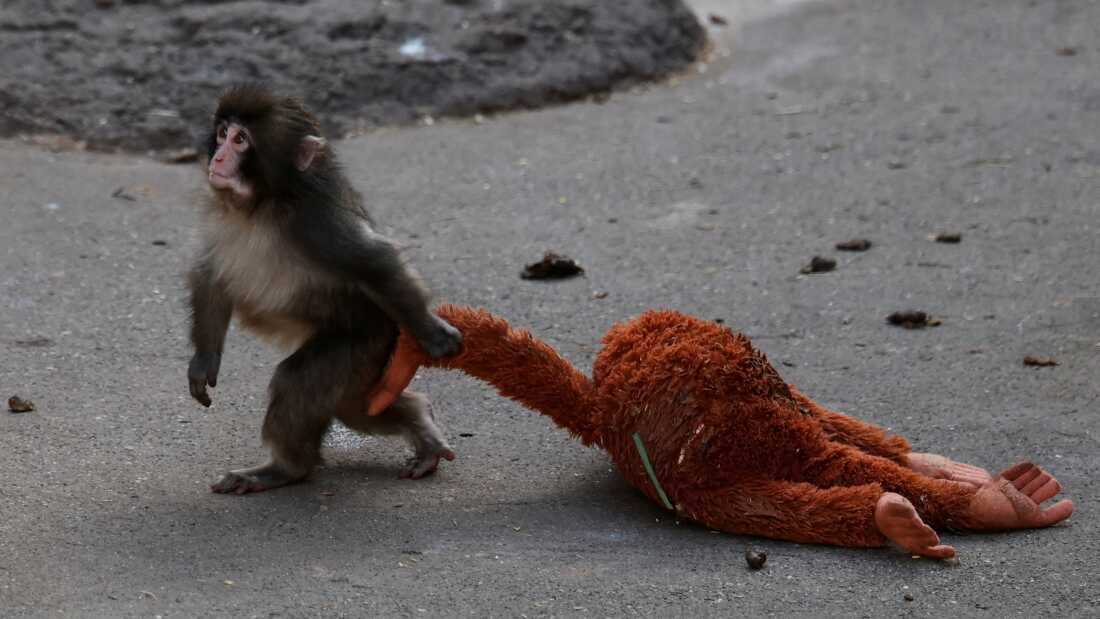 TikTok loves the Japanese baby monkey Punch. Will he be okay? : Short Wave : NPR