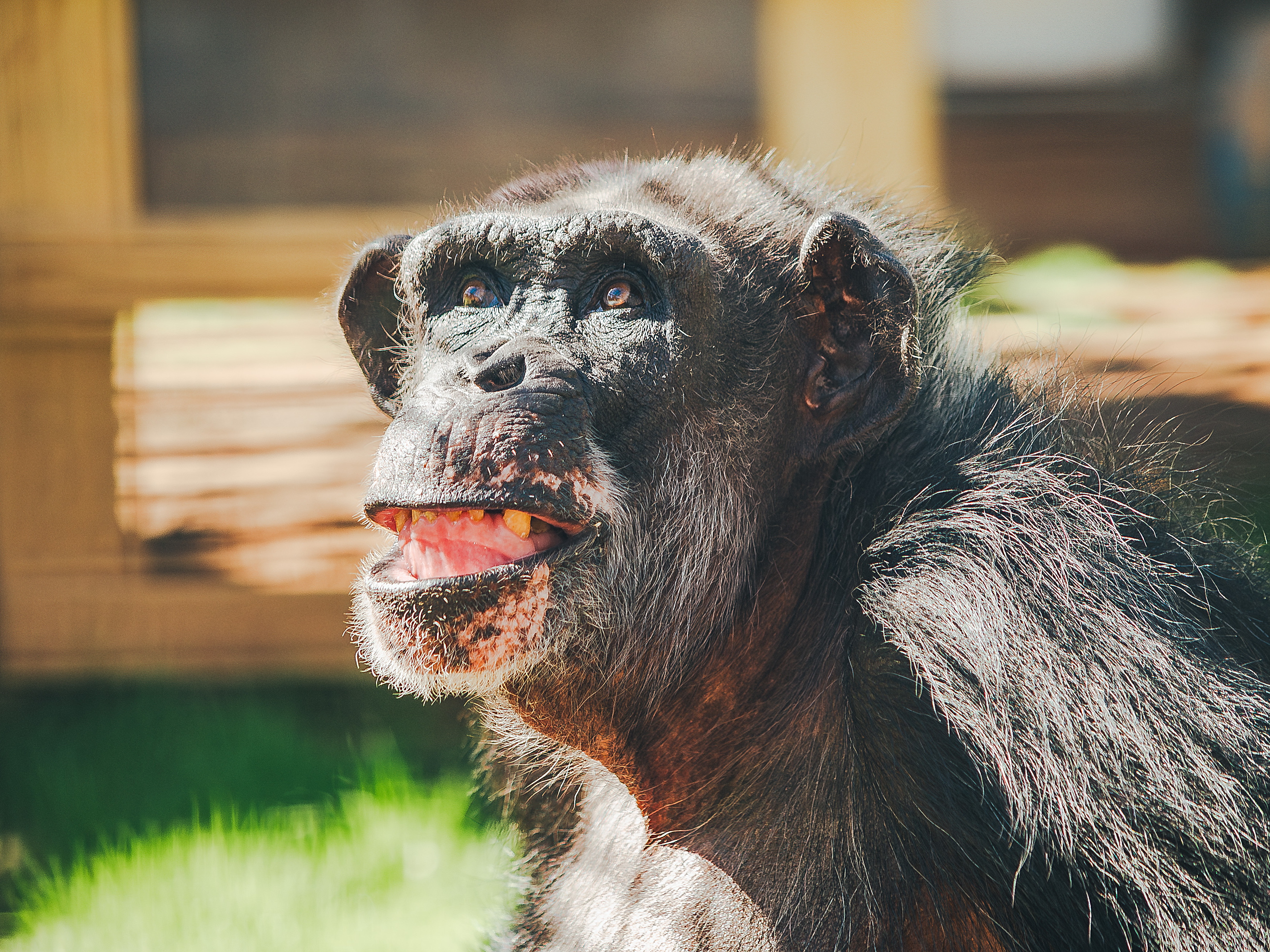 Chimp Con Aging former research chimps move to Chimp Haven | NCPR News