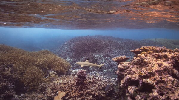 An underwater photo showing a coral reef and a small shark.