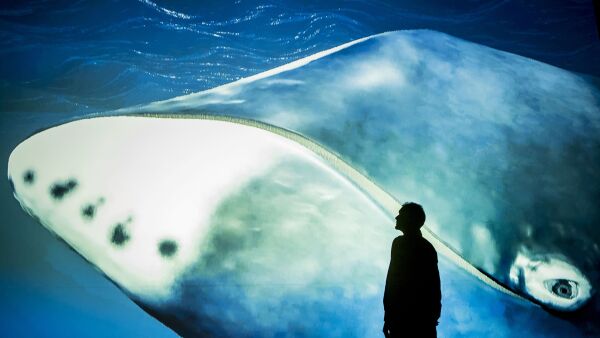 he silhouette of a person looking at a whale up close.