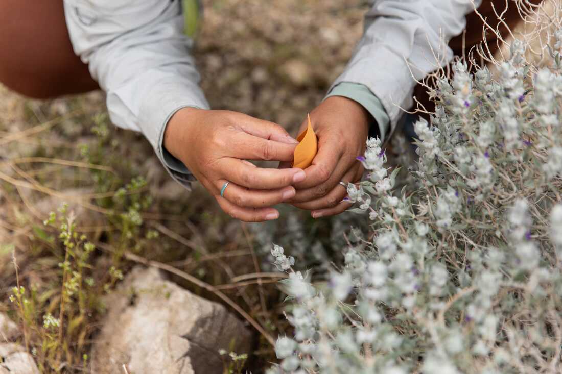 Naomi Fraga puts a seed in an envelope from the Death Valley Sage plant in the Nopah Valley Mountain Range in Death Valley, California on March 22, 2026. Photo by Krystal Ramirez by NPR.
