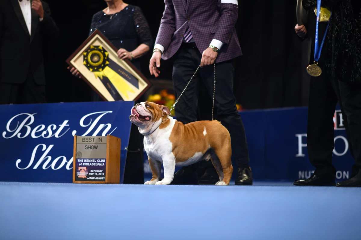 Thor the bulldog wins 'Best in Show' in the 2019 National Dog Show. The contest has been a Thanksgiving staple since 2002, but started long before that.