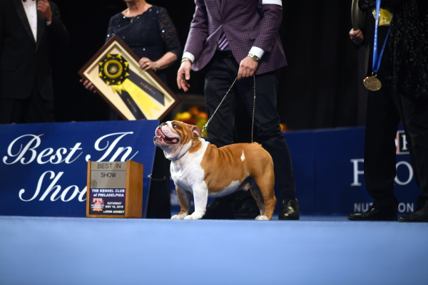 Thor the bulldog wins "Best in Show" in the 2019 National Dog Show.