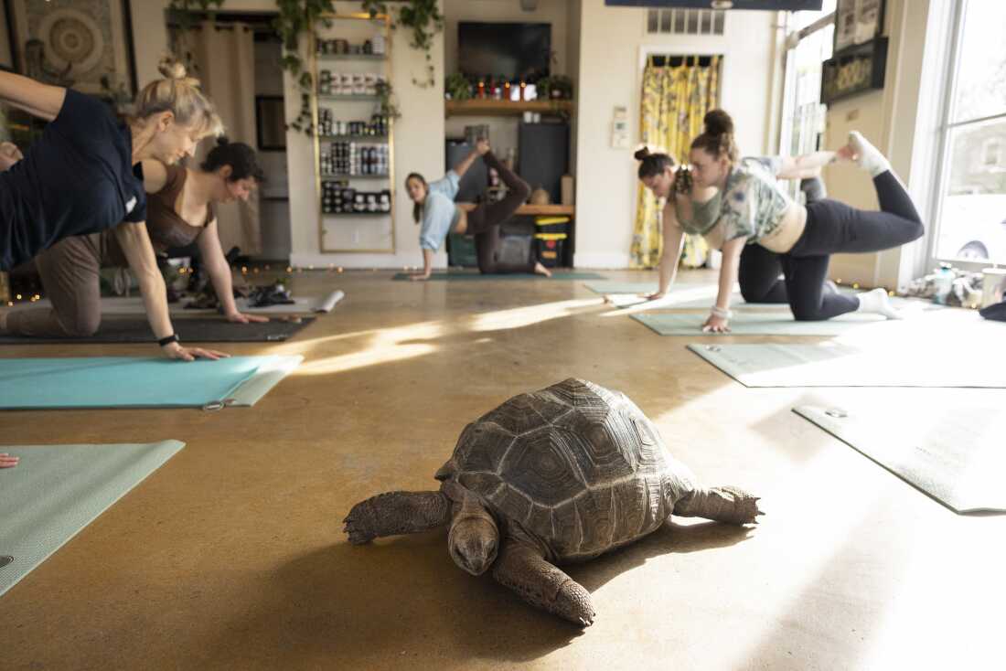 Pebbles, an Aldabra giant tortoise, is one of several non-snake reptiles brought out during Snake Yoga at HISSS.