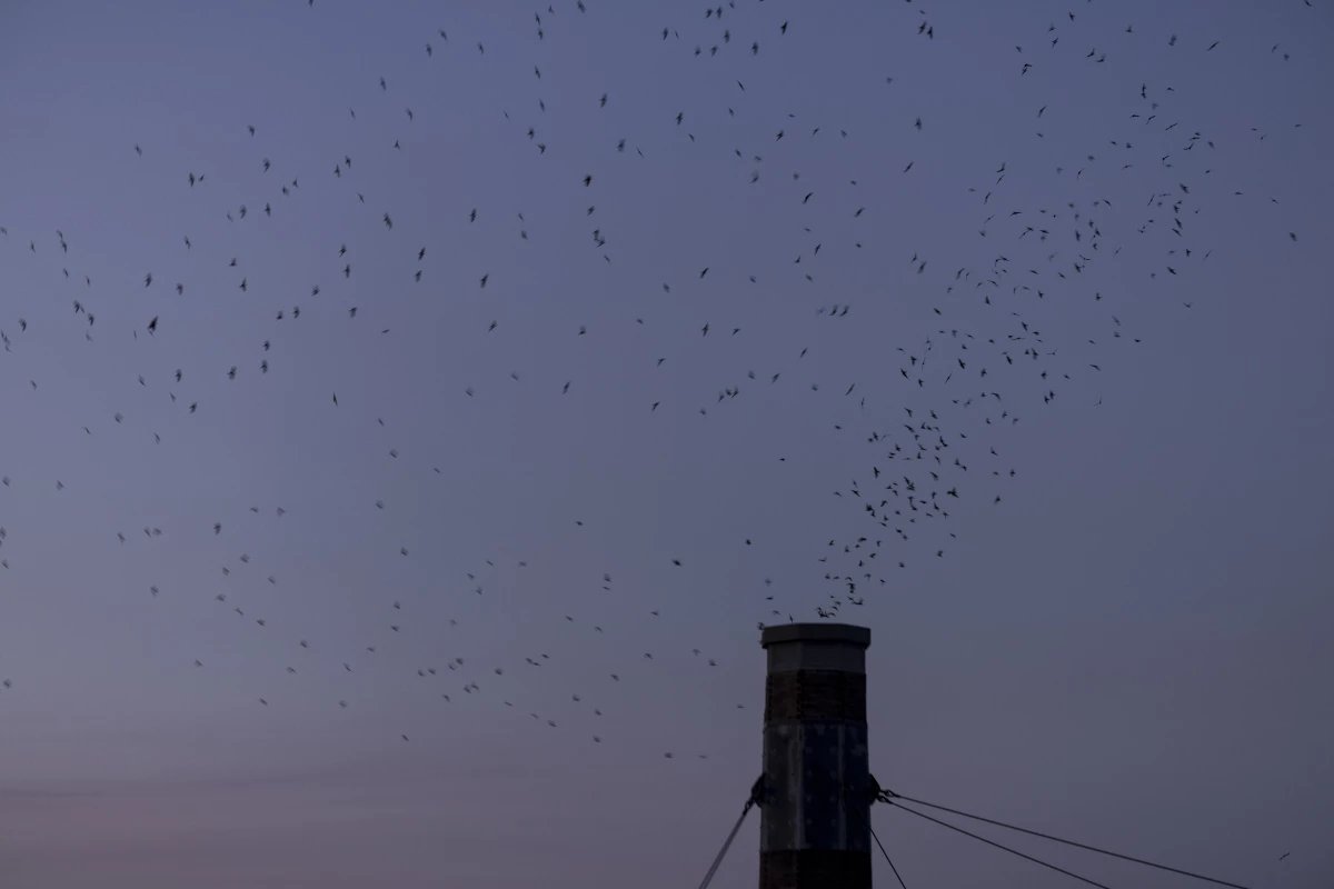 Thousands of Vaux’s Swifts gather overhead as they prepare to roost for the night at Chapaman Elementary in Portland, Oregon. During the month of September, migrating swifts often use chimneys as roosts and are likely to return to the same roost year after year.