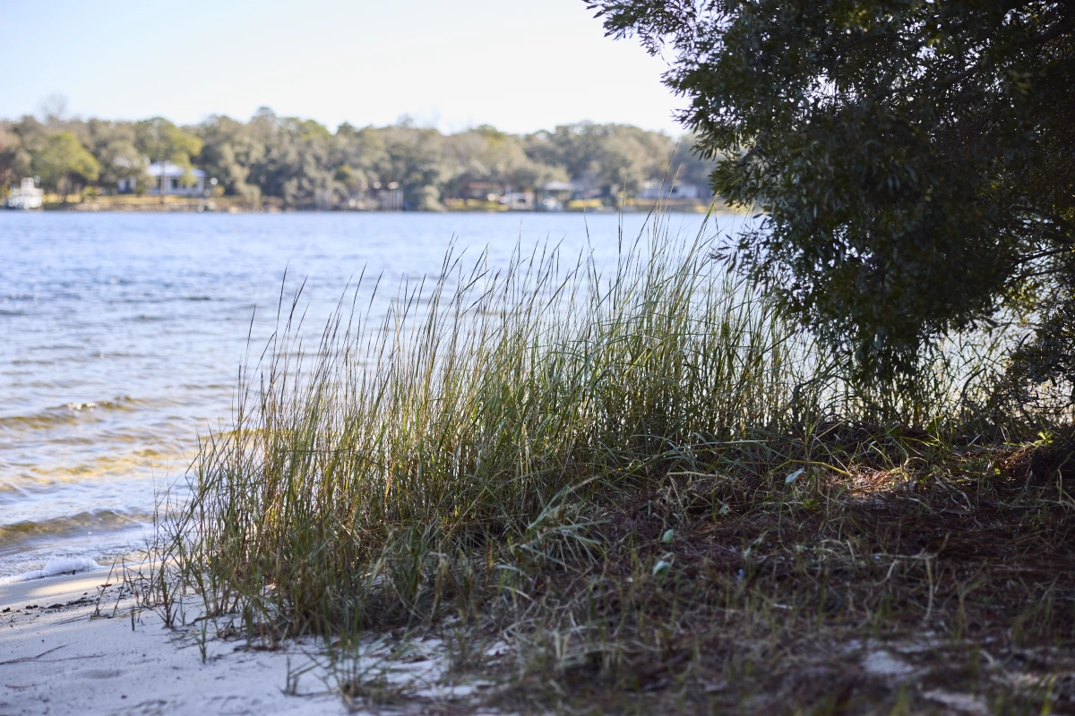 Native grasses on the shore are at risk without an erosion barrier in place.
