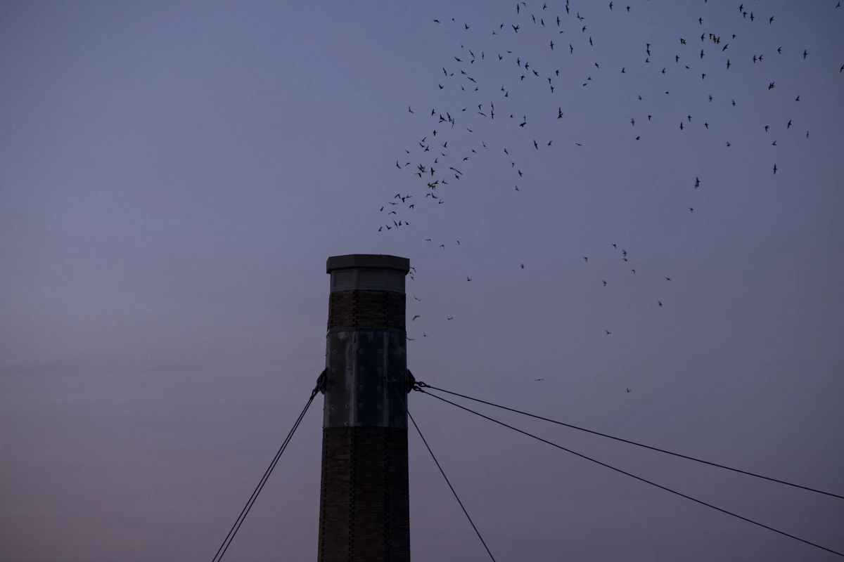 According to Vaux Happening, tens of thousands of birds roost at about a dozen major sites up and down the west coast, about a day’s flight apart.