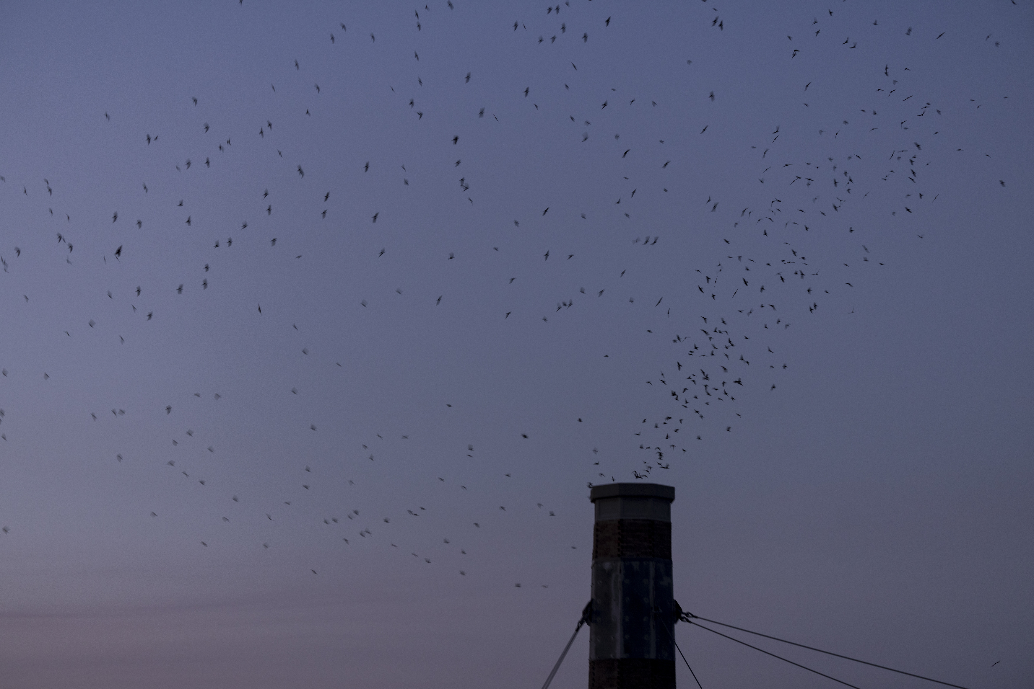 In Portland, thousands gather to marvel at migrating birds&rsquo; nighttime routine