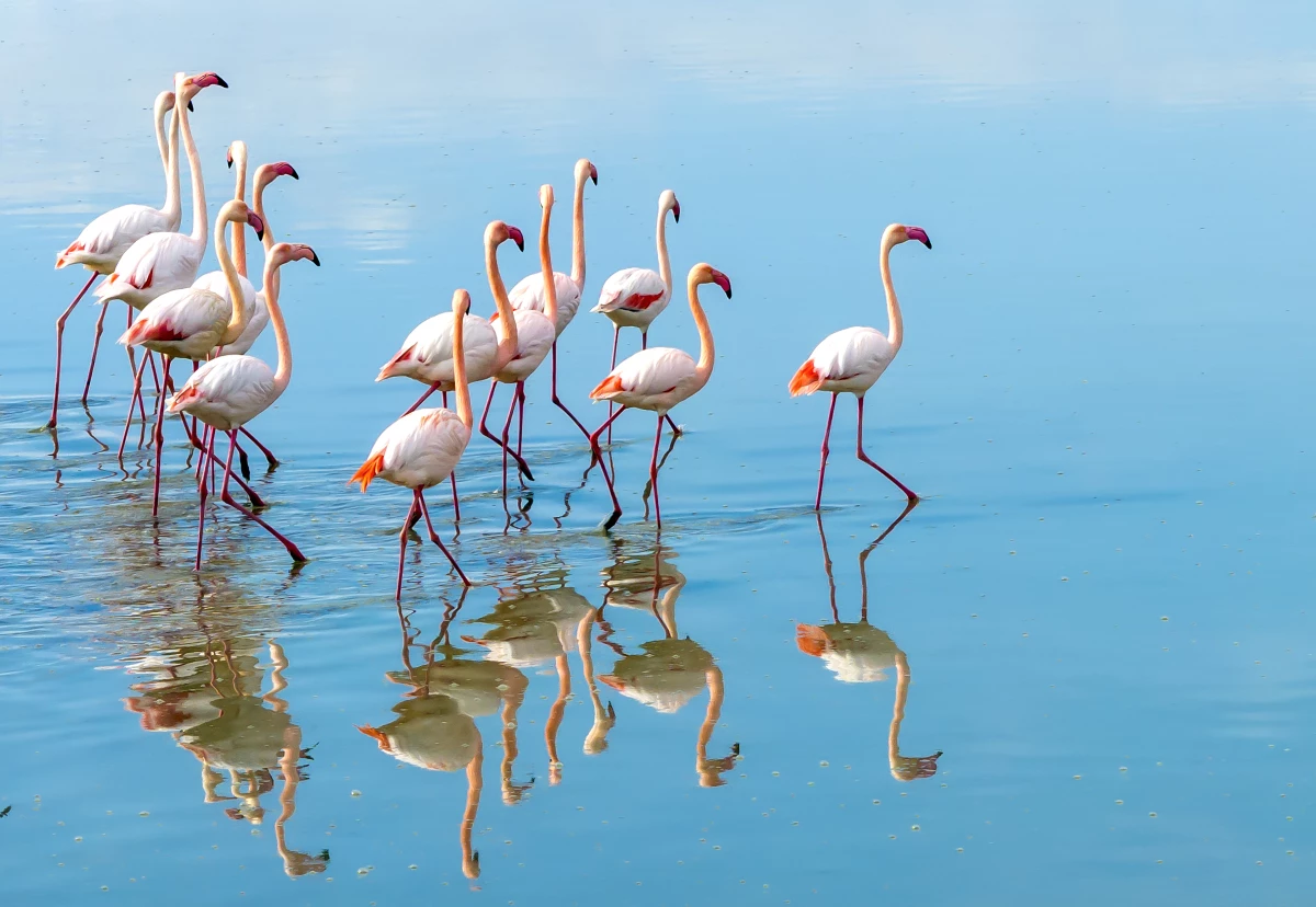 Flamingos are filter feeders that live off shrimp, algae and other nibbles in wetlands around the world.