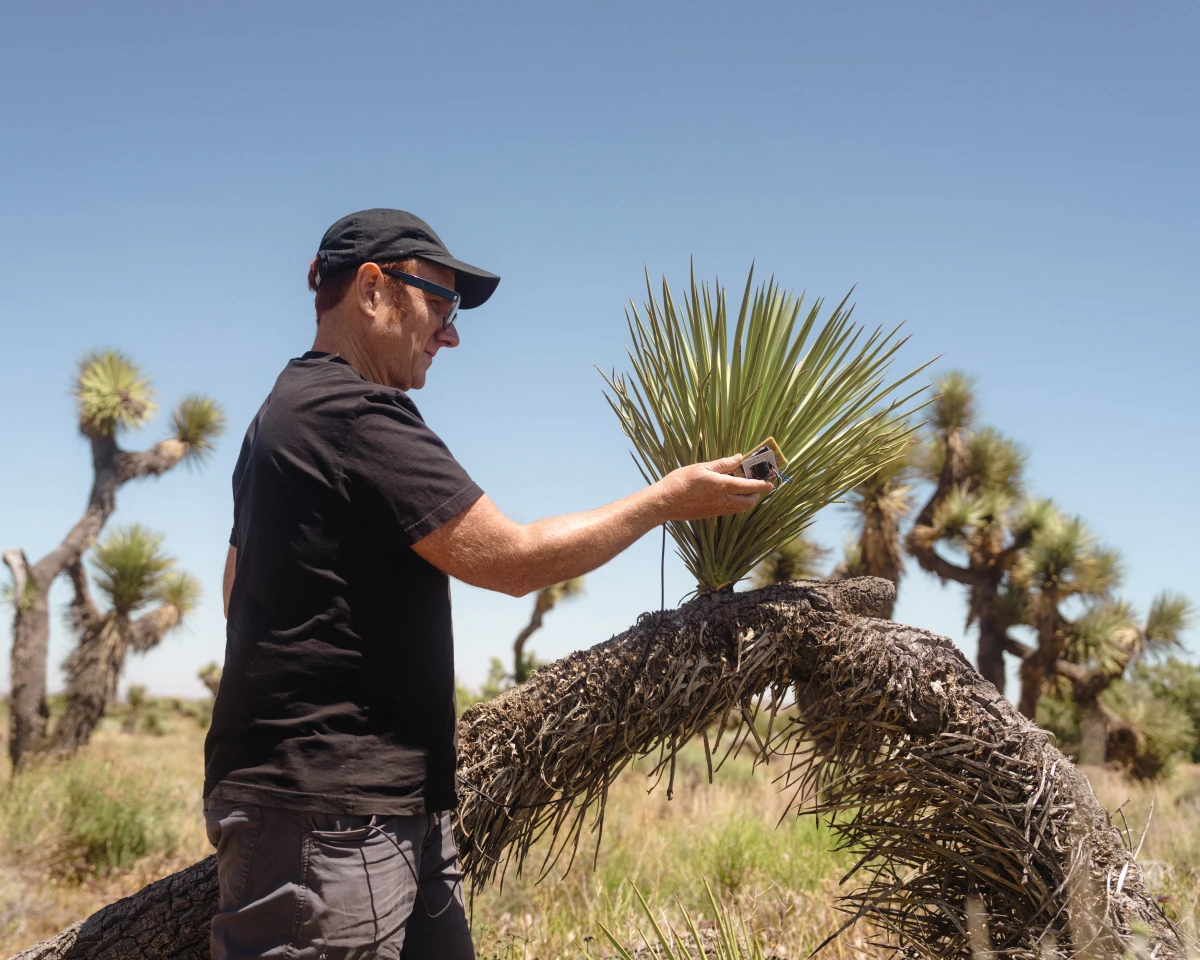 Artist Scott Kildall waves his microcontroller over a Joshua tree, recording wavelengths of light that are not perceptible by humans.