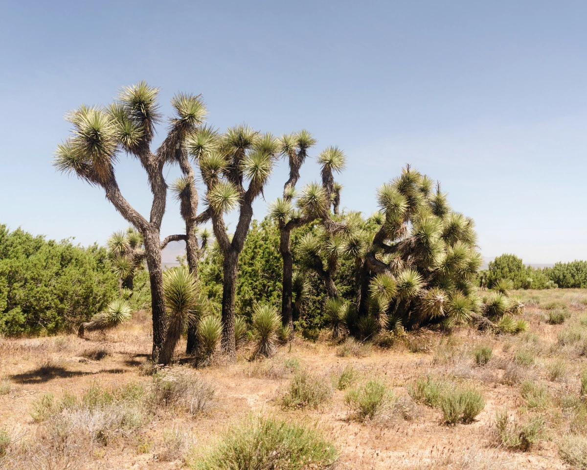 Spiky Joshua trees grow in Arthur B. Ripley Desert Woodland State Park, north of Los Angeles.