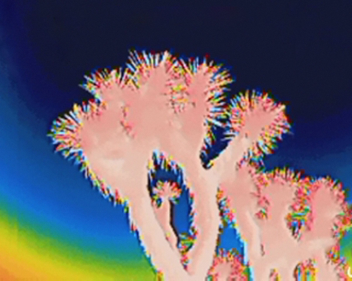 Joshua trees viewed through a thermal infrared camera.