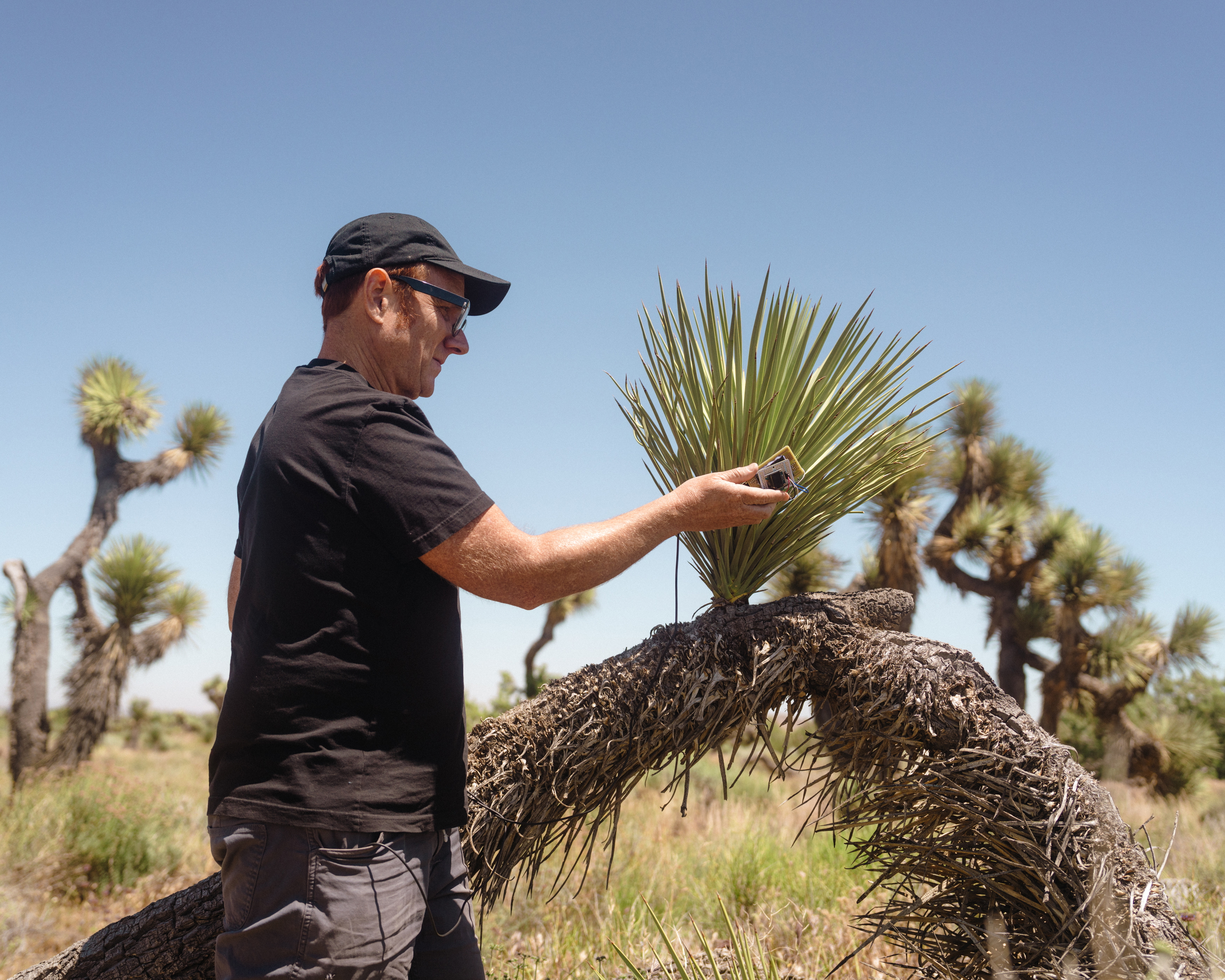 Artist Scott Kildall waves his microcontroller over a Joshua tree, recording wavelengths of light that are not perceptible by humans.