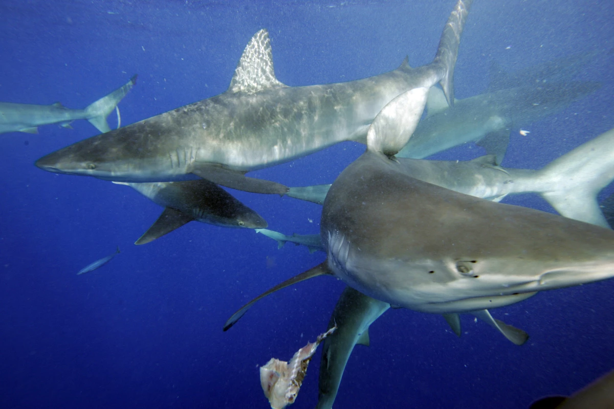Sharks off the coast of Hawaii.