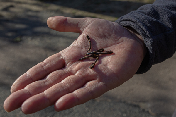 Danylo Tatarynov, head of internet company "Viner" shows small fragments of the claster munnition bomb on the backyard of company office. Viner still provides internet connection in Kherson.