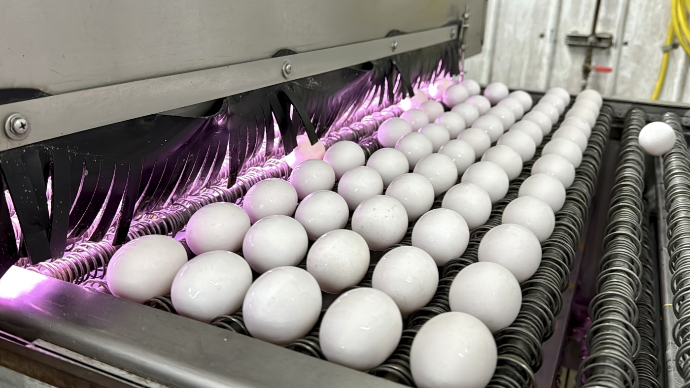 Why the price of eggs is on the rise again