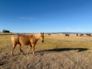 Sir Yukon Gold, or just Yukon – like the potato – is a 10-year-old palomino Quarterhorse gelding. He's grazing with the other Baltzor geldings in a field south of Hines, Oregon.<br><br>